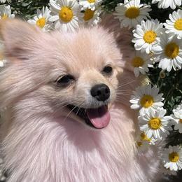 Pomeranians from Misty_Rexpoms