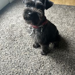 Toby - Miniature Schnauzer