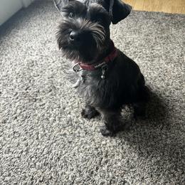Toby - Miniature Schnauzer