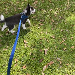 Maltese and Siberian Husky Puppies from Nyx’s Pack