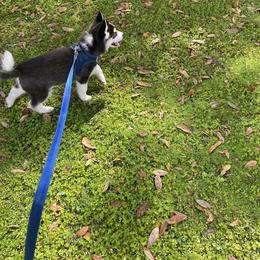 Maltese and Siberian Husky Puppies from Nyx’s Pack