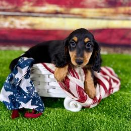 Miso - Black and tan male Dachshund puppy in Westport, Kentucky from Lonestar Creek Farm