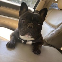 Scarlett - Bulldog