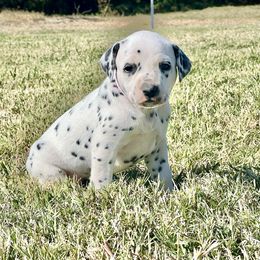 Nova - White and black female Dalmatian puppy in Mt. Vernon, Texas from Double B