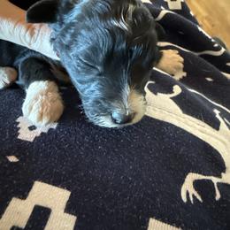 Girl 4 - Black and white female Aussiedoodle puppy in Four Oaks, North Carolina from RoseWest Farms