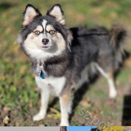 Roary - Pomsky