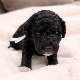 Cash - Black male Goldendoodle puppy in Pittsburg, Texas from Grace Springs Goldendoodles