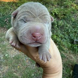 Fester - Lilac dilute male Chinese Shar-Pei puppy in Statesville, North Carolina from Red Clay's Chinese Shar-pei