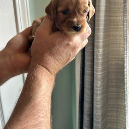 Violet - Red  female Goldendoodle puppy in China Grove, North Carolina from Lasting Legacy Family Dogs