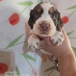 Girl 1 Apple - Liver white and tan female English Springer Spaniel puppy in Saginaw, Michigan from Kemerer Springers