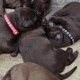Purple Collar - Chocolate female Labrador Retriever puppy in Boyd, Minnesota from Lindley Labradors