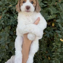 Caroline - Cream female Whoodle puppy in Gilbert, Arizona from Gilbert Bernedoodles & Whoodles