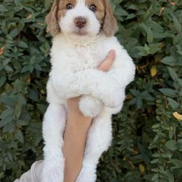 Caroline - Cream female Whoodle puppy in Gilbert, Arizona from Gilbert Bernedoodles & Whoodles