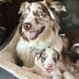 Australian Shepherds from Sadie Blue's Willamette Valley Aussies