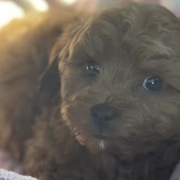 Cavapoos from Annie’s Cavapoos