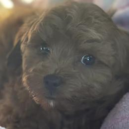 Cavapoos from Annie’s Cavapoos
