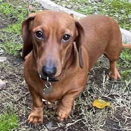 Macie - Dachshund