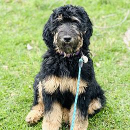 Ruca - Goldendoodle