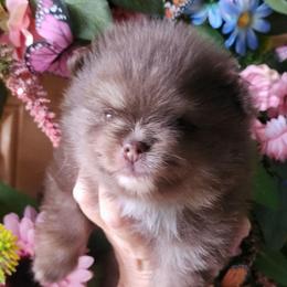 Gatlin 3,500 dollars - Chocolate and tan male Pomeranian puppy in Amelia, Ohio from Boujee Puff Poms