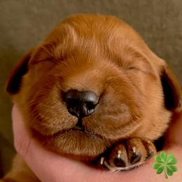 Lucky Green Girl - Dark golden female Golden Retriever puppy in Fisher, Illinois from Aslan's Pride of Fidei Family Farms