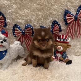 Allie - Chocolate female Pomsky puppy in Bucyrus, Missouri from Hill Top Pomskies