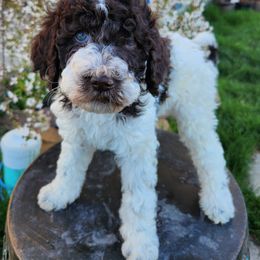 Izzy - Parti Poodle puppy in Nibley, Utah from Angel Breed Solutions