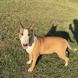 Bull Terrier Puppies from Lynn Hill Bull Terriers