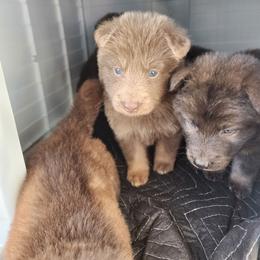 Soren - Isabella male German Shepherd puppy in Los Lunas, New Mexico from Mali's German Shepherds
