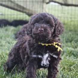 Portuguese Water Dog Puppies from Maritimo Portuguese Water Dogs