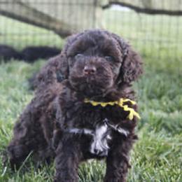 Portuguese Water Dog Puppies from Maritimo Portuguese Water Dogs