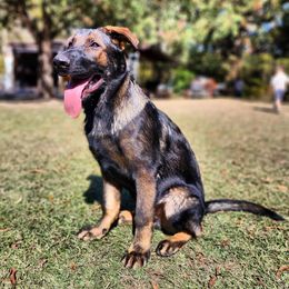 German Shepherd Puppies from Royalty German Shepherds
