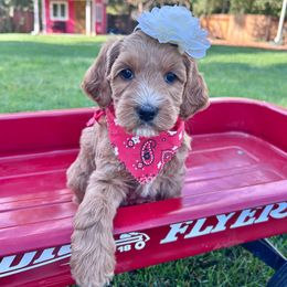 Taylor - Orange - Apricot female Australian Labradoodle puppy in Citrus Heights, California from Elite Blend Labradoodles
