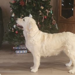 Grace - Golden Retriever