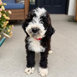 Bones - Brown and white male Bernedoodle puppy in Springville, Utah from Oodles of Bernedoodles