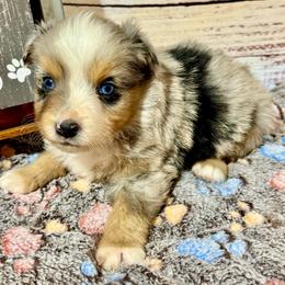 Candy Merle female - Blue merle female Miniature Australian Shepherd puppy in Lemon Cove, California from Magic Ranch Mini Aussies