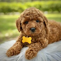 Bell - Red  female Poodle puppy in Palm Beach County, Florida from Benji’s Cockapoos