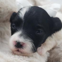Miss White - Black and white female Schnoodle puppy in Leitchfield, Kentucky from Eveleigh Acres Puppies