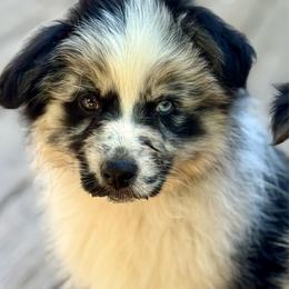Rico - Blue merle male Miniature Australian Shepherd puppy in Patterson, North Carolina from DreamLine Aussies