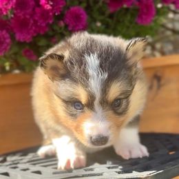 Faith - Tri-color female Pomsky puppy in Michigan from Blue Water Pomskies