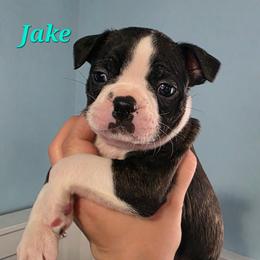Jake (Oreo) - Black and white male Boston Terrier puppy in Columbus, Ohio from Bryn's AKC Bostons