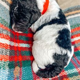 Labradoodle and Poodle Puppies from Lake City Poodles & Doodles