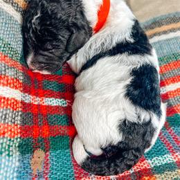 Labradoodle and Poodle Puppies from Lake City Poodles & Doodles