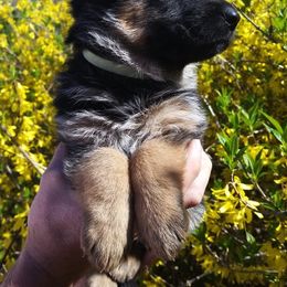 German Shepherd Puppies from Southern Creek (Vom Südlicher Bach) German Shepherds