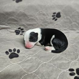 Virginia - Black & white female Miniature Australian Shepherd puppy in Orrtanna, Pennsylvania from Mountain Top Shepherd's