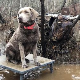 Kora - Dilute Retriever