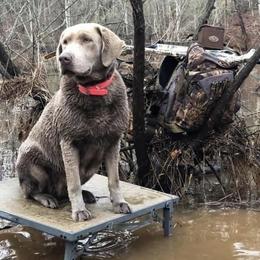 Kora - Dilute Retriever