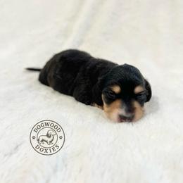 Panda - Black and cream male Dachshund puppy in Monroe, North Carolina from Dogwood Doxies