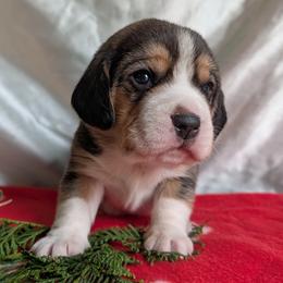 Sir Arthur - Black white and tan male Beagle puppy in Colville, Washington from Rosehaven Homestead