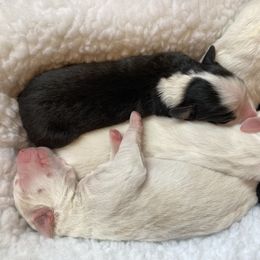 English Shepherd Puppies from Blackbird English Shepherds