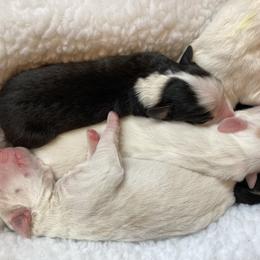English Shepherd Puppies from Blackbird English Shepherds